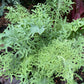 KALE 'Siber-Frills'