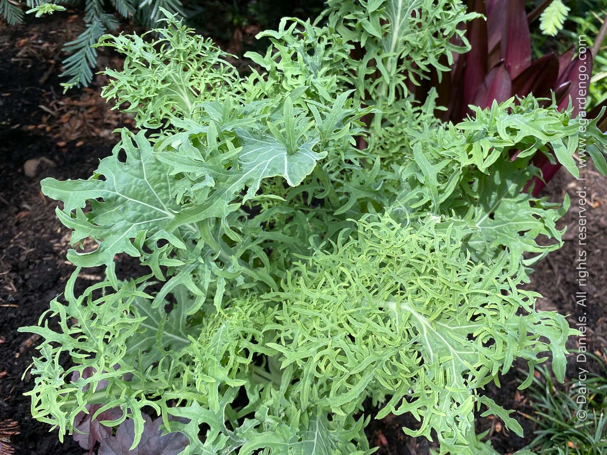 KALE 'Siber-Frills'