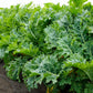 KALE 'Sweet Kita'