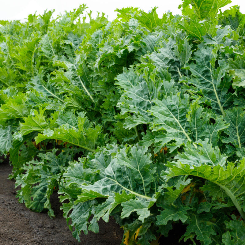 KALE 'Sweet Kita'