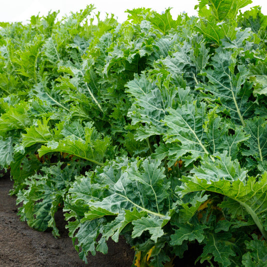 KALE 'Sweet Kita'