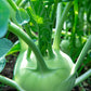KOHLRABI 'Delicacy White'
