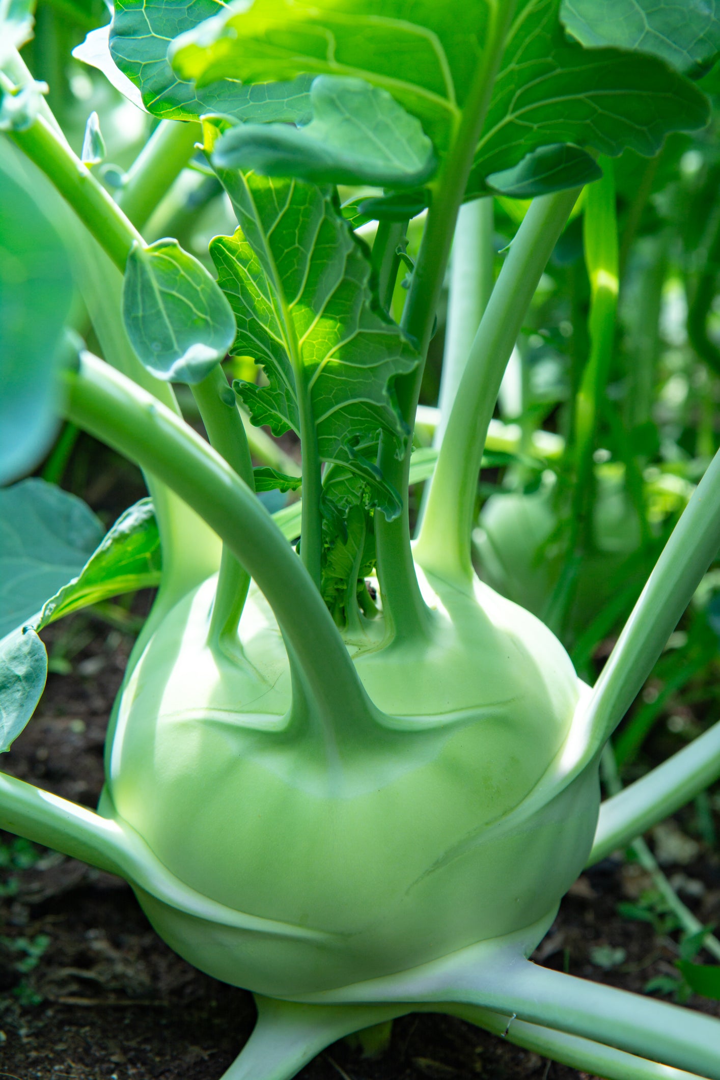 KOHLRABI 'Delicacy White'