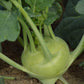 KOHLRABI 'Delicacy White'
