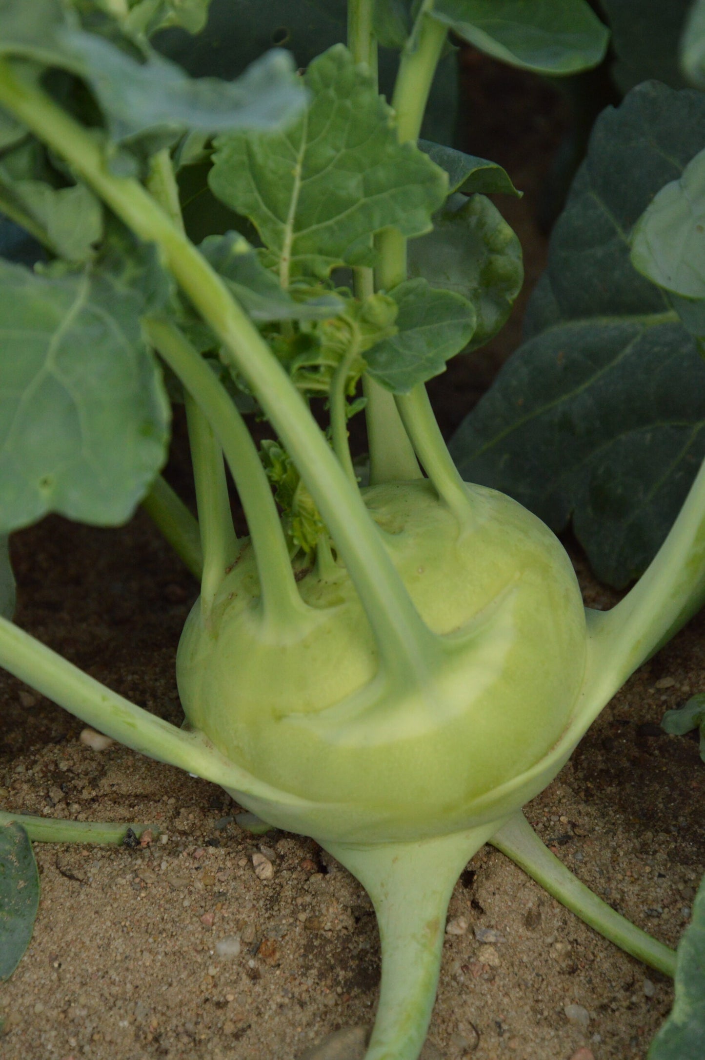 KOHLRABI 'Delicacy White'