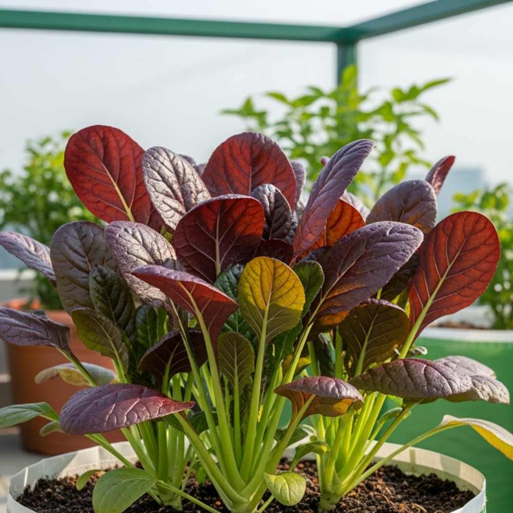 ASIAN GREENS 'Red Komatsuna'