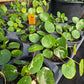 Pilea peperomioides 'White Splash' --Variegated Chinese Money Plant--