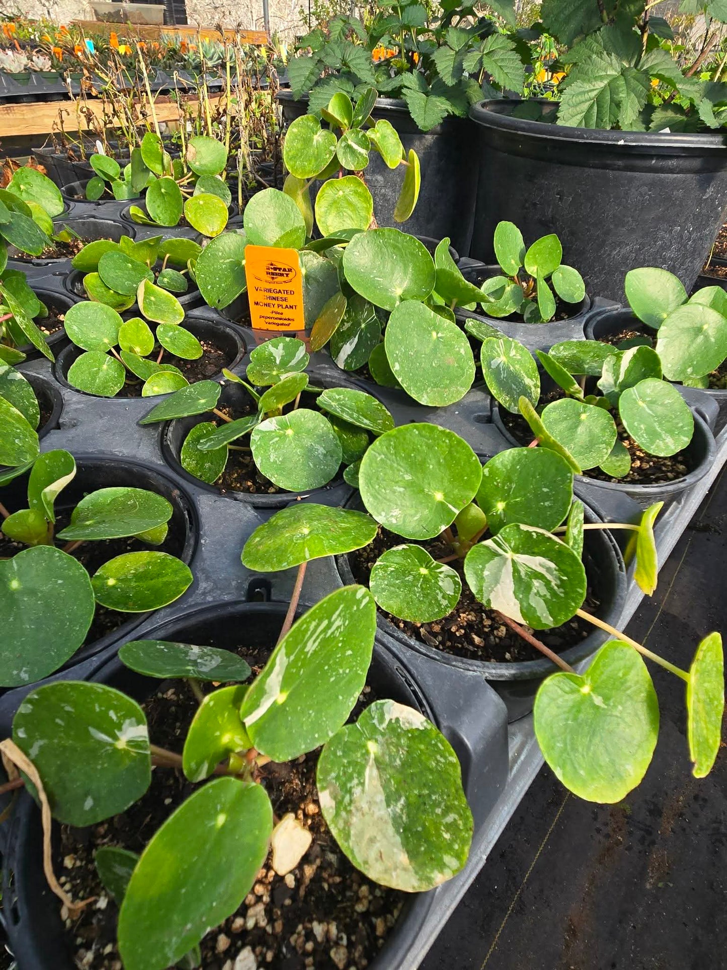 Pilea peperomioides 'White Splash' --Variegated Chinese Money Plant--