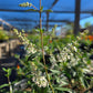 Aloysia gratissima --Texas Bee Bush--
