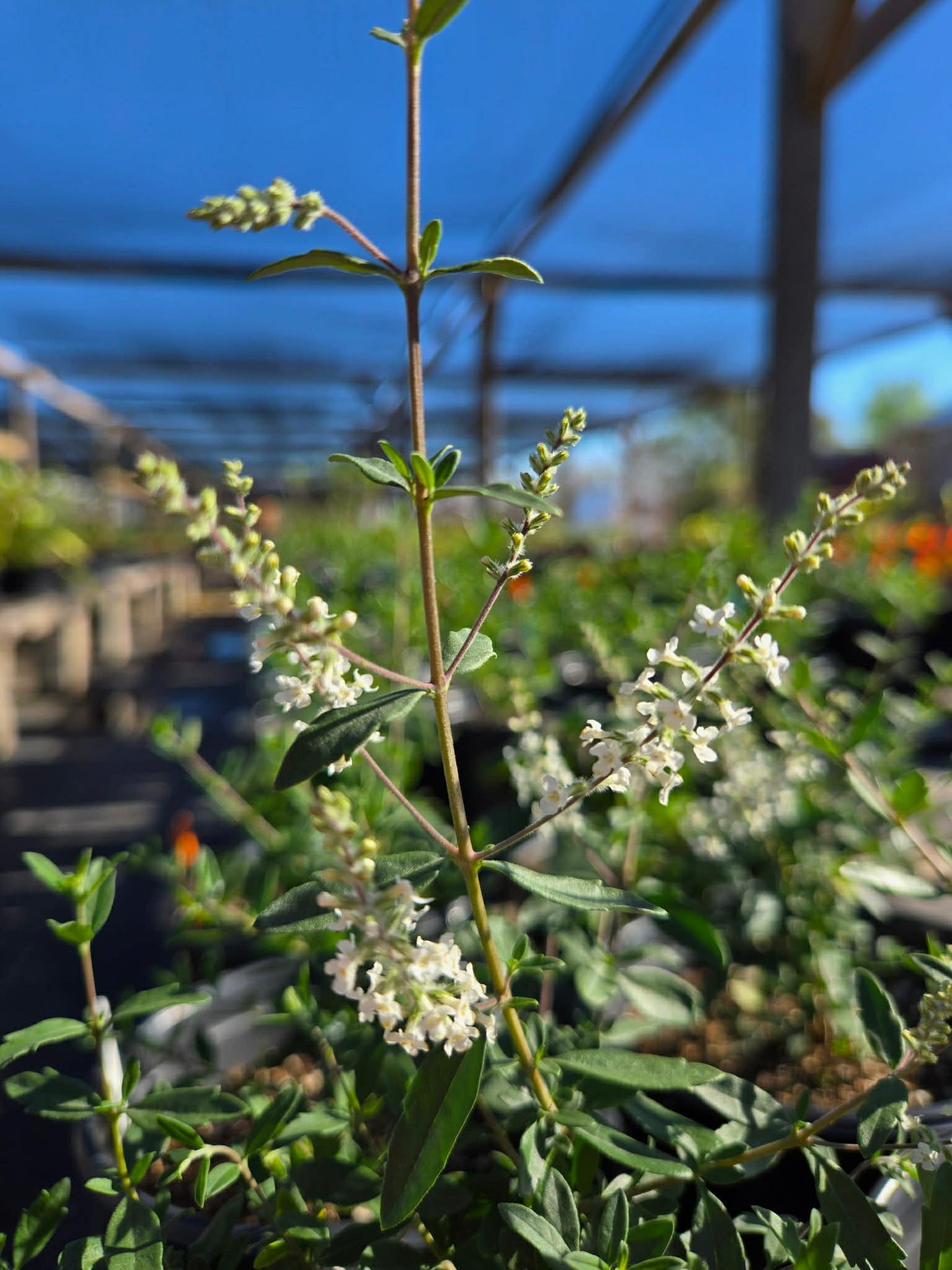 Aloysia gratissima --Texas Bee Bush--