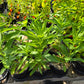 Oenothera jamesii --River Primrose--