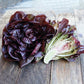 LETTUCE 'Pomegranate Crunch'