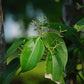 CINNAMON 'Ceylon' --Cinnamomum verum--