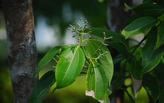 CINNAMON 'Ceylon' --Cinnamomum verum--