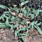 Ledebouria socialis --Miniature Squill--
