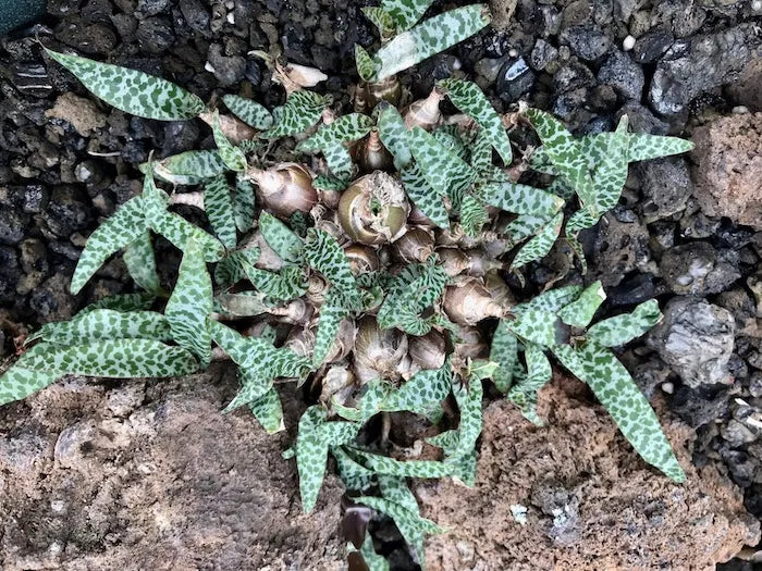 Ledebouria socialis --Miniature Squill--