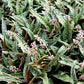 Ledebouria socialis --Miniature Squill--