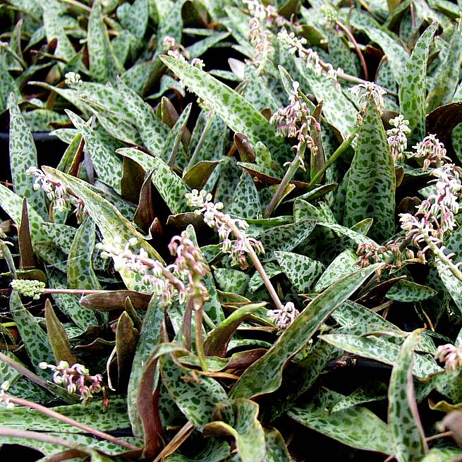 Ledebouria socialis --Miniature Squill--