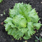 LETTUCE 'Webbs Wonderful'