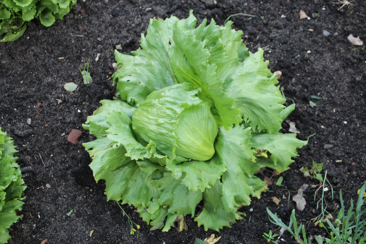LETTUCE 'Webbs Wonderful'