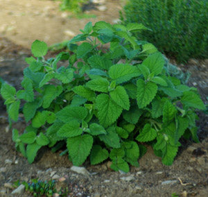 LIME BALM --Melissa officinalis--