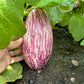 EGGPLANT 'Listada di Gandia'