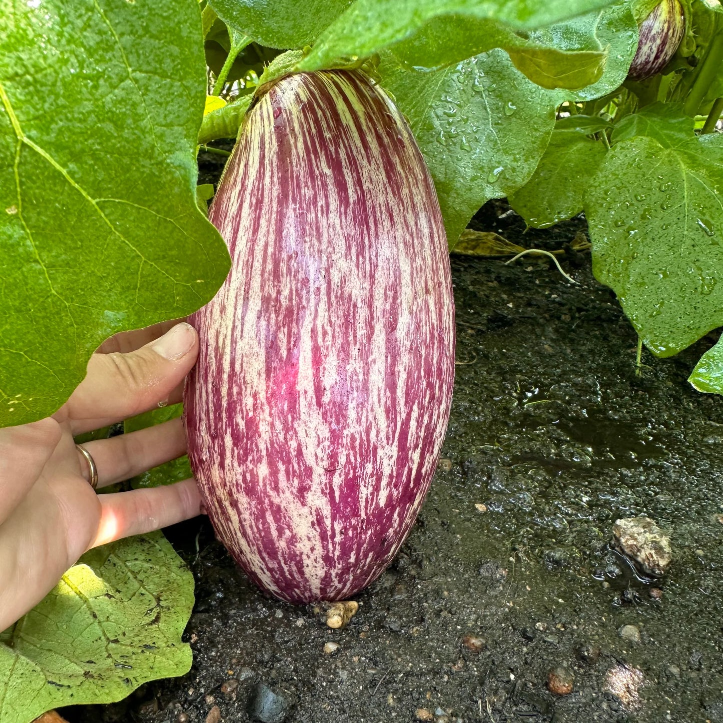EGGPLANT 'Listada di Gandia'