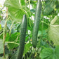 CUCUMBER 'Improved Long Green'
