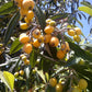 LOQUAT --Eriobotrya japonica--