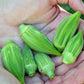OKRA 'Eagle Pass'