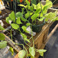 Epipremnum aureum --Champs-Élysées Pothos--