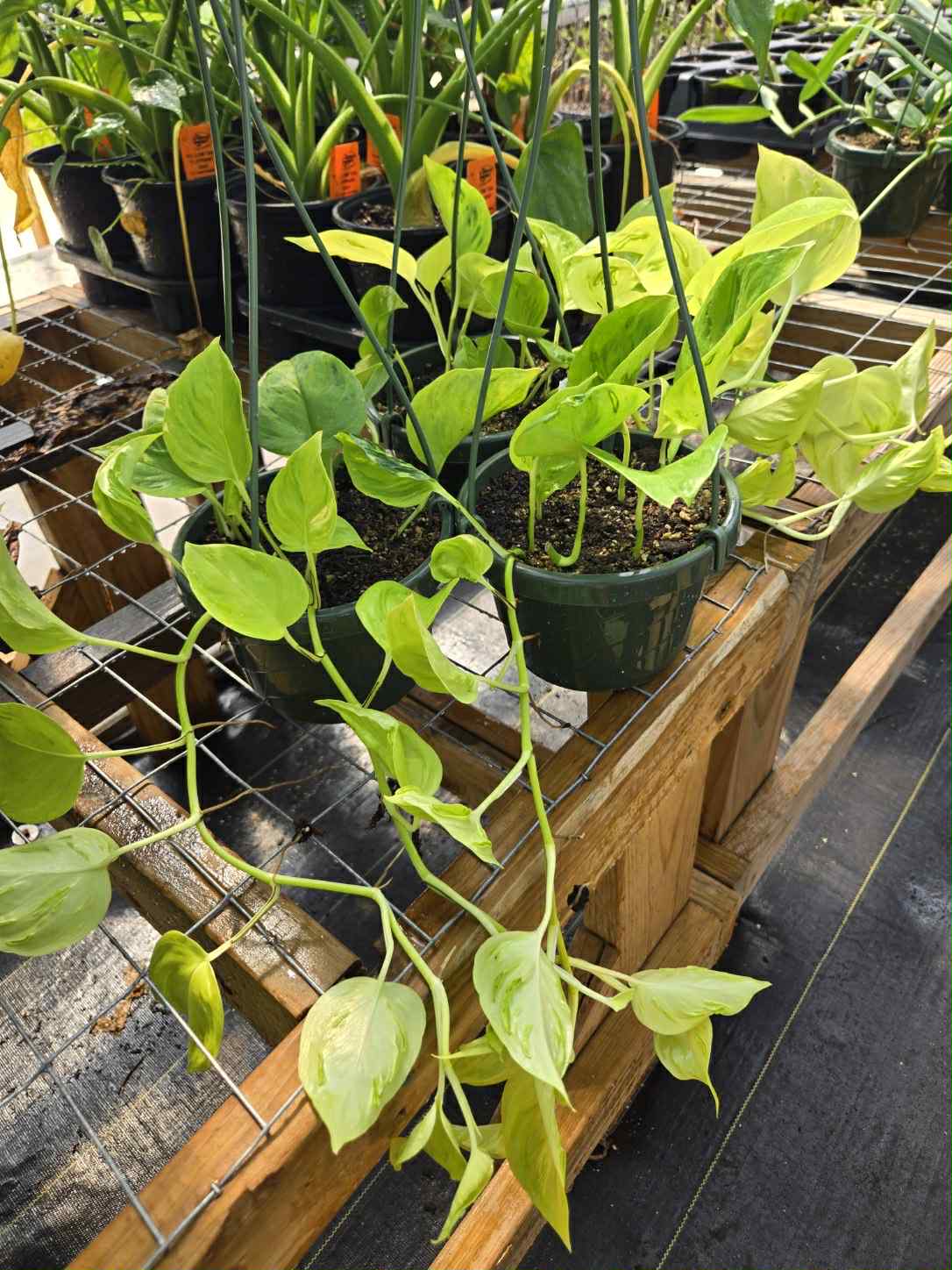 Epipremnum aureum --Champs-Élysées Pothos--