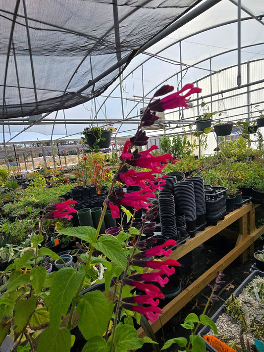Salvia guaranitica --Magenta Pink Sage--
