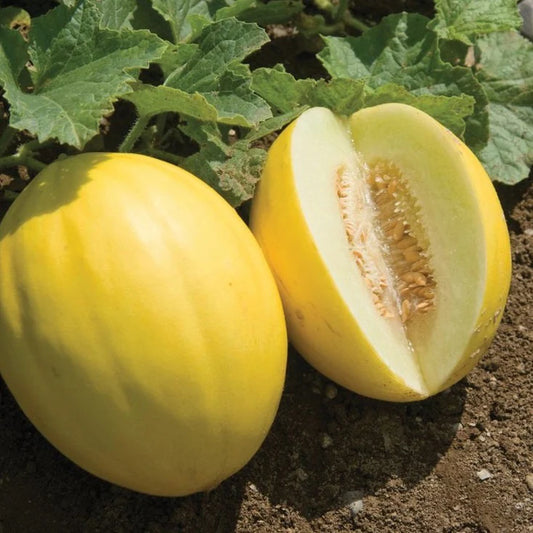 MELON 'Canary Yellow'