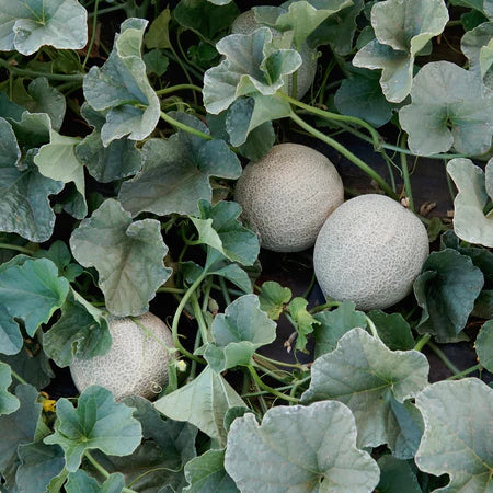 MELON 'Sugar Cube'