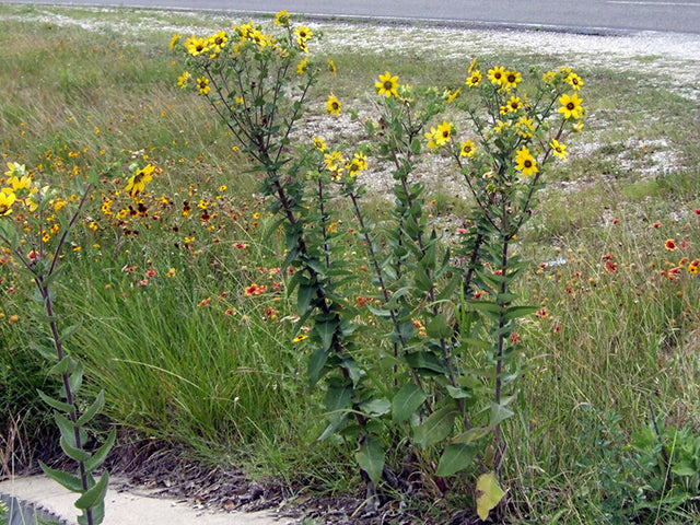 Berlandiera texana --Texas Greeneyes--