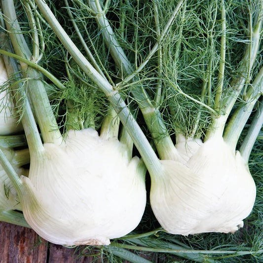FENNEL 'Victorio' --Foeniculum vulgare--