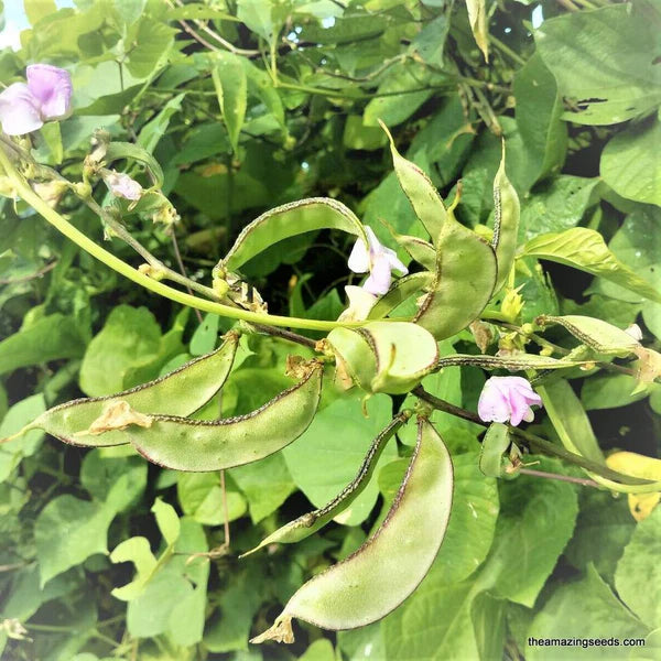 BEAN 'Murasakiirohana Fujimama Hyacinth'