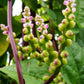 SPINACH 'Malabar Green-stem' --Basella alba--