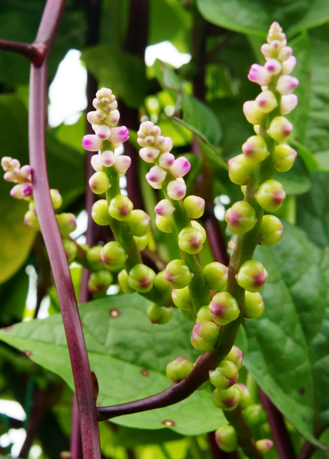 SPINACH 'Malabar Green-stem' --Basella alba--