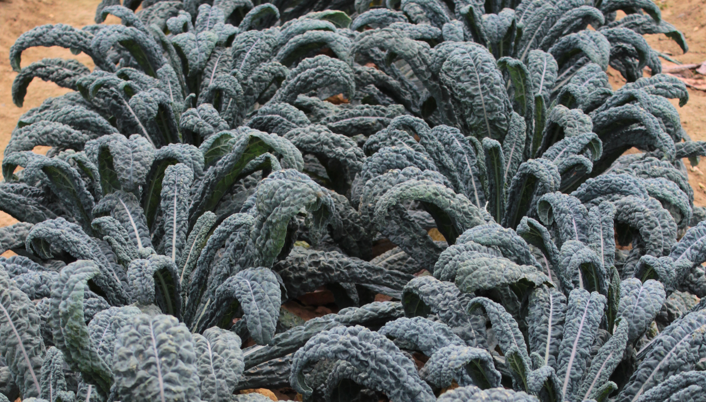 KALE 'Mamba Dinosaur'