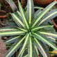 Mangave 'Arctic Fox'