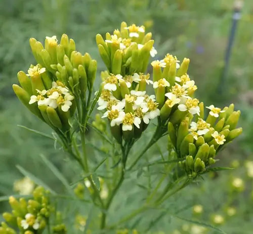 MARIGOLD 'Mexican Nematocidal' --Tagetes minuta--