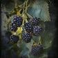 MARIONBERRY --Rubus fruticosus 'Marion'--