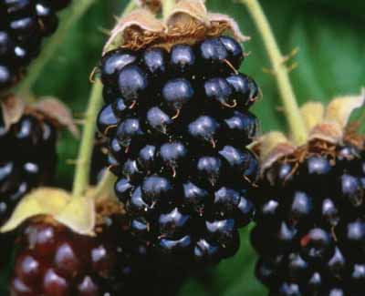 MARIONBERRY --Rubus fruticosus 'Marion'--