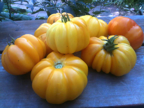 TOMATO 'Marvel Striped'