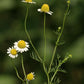 CHAMOMILE 'German' --Matricaria chamomilla--