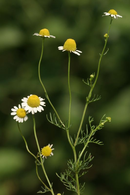 CHAMOMILE 'German' --Matricaria chamomilla--