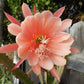 Epiphyllum --King Midas Orchid Cactus--