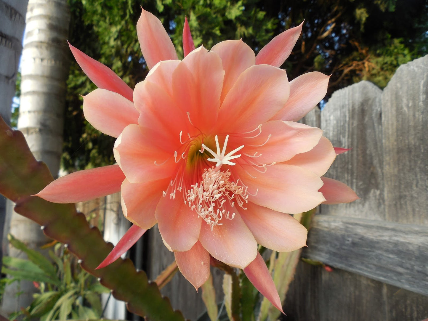 Epiphyllum --King Midas Orchid Cactus--